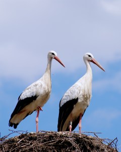 stork-440435